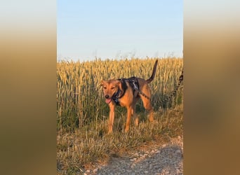 Schüchterne Kiara möchte ankommen - in 97262 Hausen auf Pflegestelle