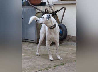 Pechvogel Dory braucht leider wieder ein Zuhause - Besitzer verstorben-97724 Burglauer auf Pflege