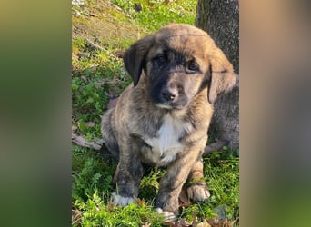 Seitan, geb. ca. 10/2025, lebt in GRIECHENLAND, im städt. Tierheim Serres