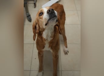 Erkolino, geb. ca. 02/2023, lebt in GRIECHENLAND, im städt. Tierheim Serres