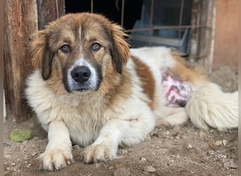 Fellnando, geb. ca. 04/2025, lebt in GRIECHENLAND, auf einer privaten Pflegestelle