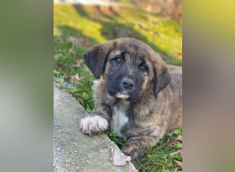 Seitan, geb. ca. 10/2025, lebt in GRIECHENLAND, im städt. Tierheim Serres