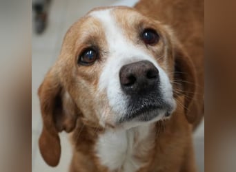 Erkolino, geb. ca. 02/2023, lebt in GRIECHENLAND, im städt. Tierheim Serres