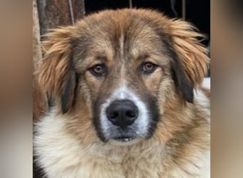 Fellnando, geb. ca. 04/2025, lebt in GRIECHENLAND, auf einer privaten Pflegestelle