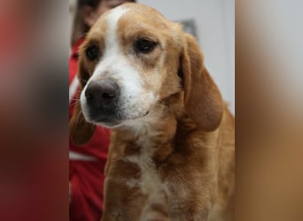 Erkolino, geb. ca. 02/2023, lebt in GRIECHENLAND, im städt. Tierheim Serres