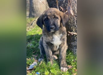 Seitan, geb. ca. 10/2025, lebt in GRIECHENLAND, im städt. Tierheim Serres