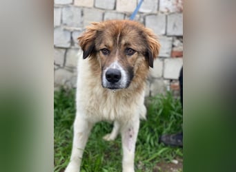 Fellnando, geb. ca. 04/2025, lebt in GRIECHENLAND, auf einer privaten Pflegestelle