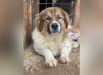 Fellnando, geb. ca. 04/2025, lebt in GRIECHENLAND, auf einer privaten Pflegestelle