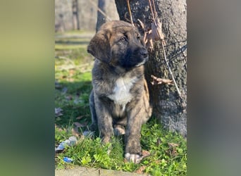 Seitan, geb. ca. 10/2025, lebt in GRIECHENLAND, im städt. Tierheim Serres