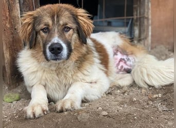 Fellnando, geb. ca. 04/2025, lebt in GRIECHENLAND, auf einer privaten Pflegestelle