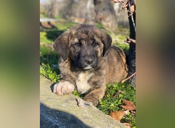 Seitan, geb. ca. 10/2025, lebt in GRIECHENLAND, im städt. Tierheim Serres