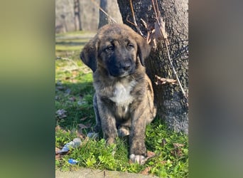 Seitan, geb. ca. 10/2025, lebt in GRIECHENLAND, im städt. Tierheim Serres