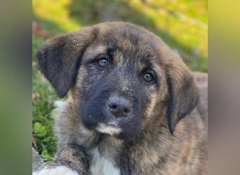 Seitan, geb. ca. 10/2025, lebt in GRIECHENLAND, im städt. Tierheim Serres