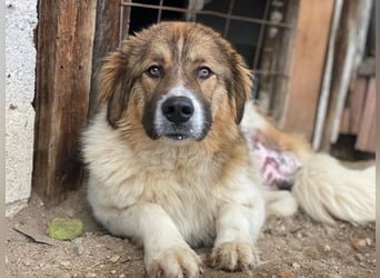 Fellnando, geb. ca. 04/2025, lebt in GRIECHENLAND, auf einer privaten Pflegestelle