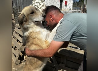 Happy, geb. ca. 09/2025, lebt in GRIECHENLAND, im städt. Tierheim Serres