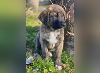 Seitan, geb. ca. 10/2025, lebt in GRIECHENLAND, im städt. Tierheim Serres