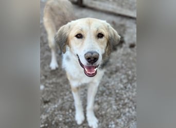 Happy, geb. ca. 09/2025, lebt in GRIECHENLAND, im städt. Tierheim Serres