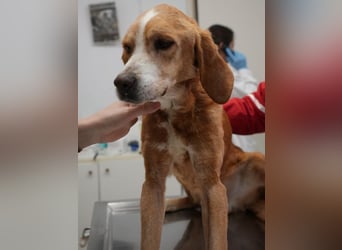 Erkolino, geb. ca. 02/2023, lebt in GRIECHENLAND, im städt. Tierheim Serres