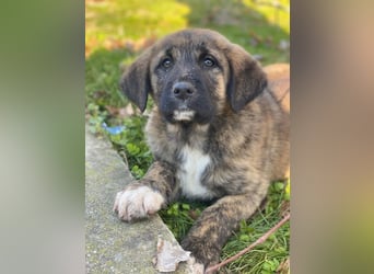 Seitan, geb. ca. 10/2025, lebt in GRIECHENLAND, im städt. Tierheim Serres