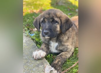 Seitan, geb. ca. 10/2025, lebt in GRIECHENLAND, im städt. Tierheim Serres