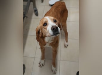 Erkolino, geb. ca. 02/2023, lebt in GRIECHENLAND, im städt. Tierheim Serres