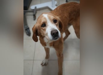 Erkolino, geb. ca. 02/2023, lebt in GRIECHENLAND, im städt. Tierheim Serres