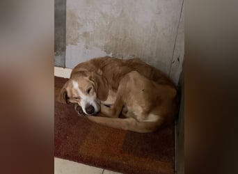 Erkolino, geb. ca. 02/2023, lebt in GRIECHENLAND, im städt. Tierheim Serres