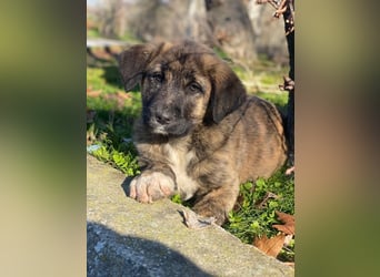 Seitan, geb. ca. 10/2025, lebt in GRIECHENLAND, im städt. Tierheim Serres