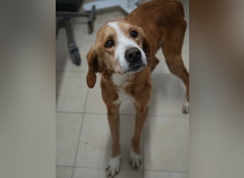 Erkolino, geb. ca. 02/2023, lebt in GRIECHENLAND, im städt. Tierheim Serres