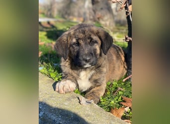 Seitan, geb. ca. 10/2025, lebt in GRIECHENLAND, im städt. Tierheim Serres