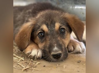 Auron, geb. ca. 04/2026, lebt in GRIECHENLAND, auf einer privaten Pflegestelle