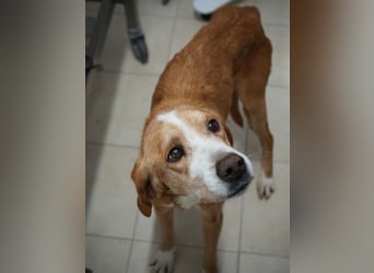 Erkolino, geb. ca. 02/2023, lebt in GRIECHENLAND, im städt. Tierheim Serres