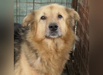 verschmuste, sanfte Alicia sucht liebevolle Menschen