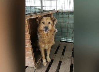 Schmusedame Alicia sucht liebe Menschen