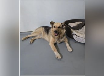 Schmusedame Alicia sucht liebe Menschen