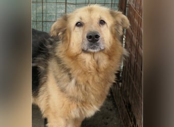 sanfte, verschmuste Alicia