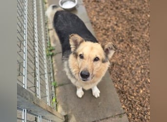 sanfte, verschmuste Alicia