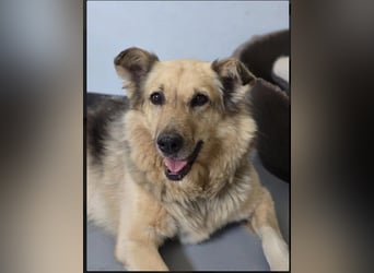 Schmusedame Alicia sucht liebe Menschen