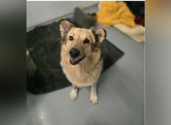 Schmusedame Alicia sucht liebe Menschen