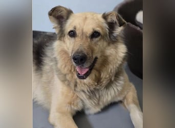 Schmusedame Alicia sucht liebe Menschen