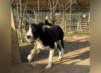 CASH - aktiver, fröhlicher Junghund