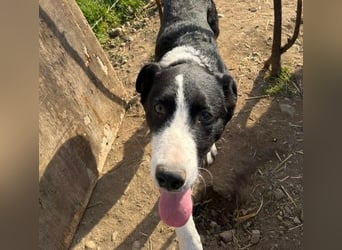 CASH - aktiver, fröhlicher Junghund