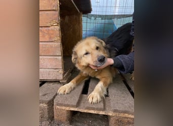 Schmusedame Alicia sucht liebe Menschen