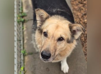 sanfte, verschmuste Alicia