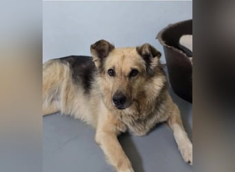 Schmusedame Alicia sucht liebe Menschen