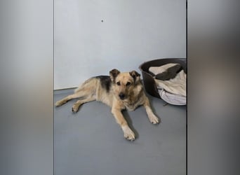 Schmusedame Alicia sucht liebe Menschen