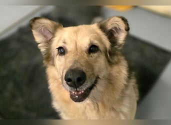 verschmuste, sanfte Alicia sucht liebevolle Menschen