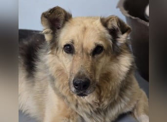 Schmusedame Alicia sucht liebe Menschen