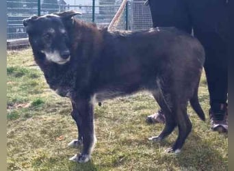 Paula ganz freundliche Seniorin