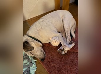 Ayla sucht Zuhause - 95233 Helmbrechts